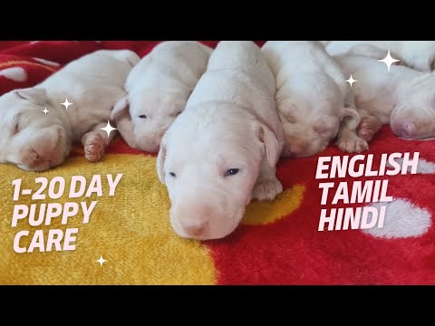 1 to 20 Day Puppy Care in English Tamil Hindi Rajapalayam dog