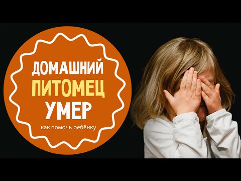 Что делать, если домашний питомец умер