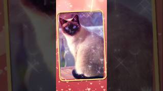 神様と私の約束第7話をアップロードしました。#おすすめにのりたい #ねこ #保護猫活動 #オリジナル #創作小説 #TNR #恋愛