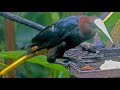 Clay-colored Thrush Enjoys Bananas Before Oropendolas Arrive En Masse | July 16 2025
