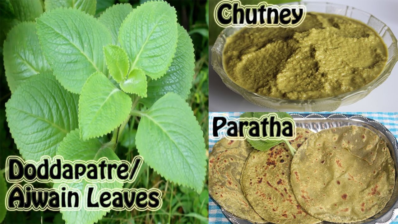 Doddapatre/Ajwain leaves/Indian Borage/Mexican Mint healthy recipes