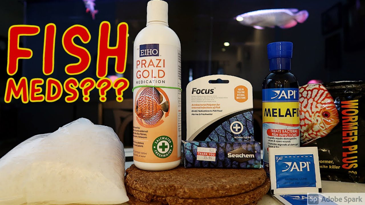 Fish Mdication Must have Fish medication on hand !!! - YouTube