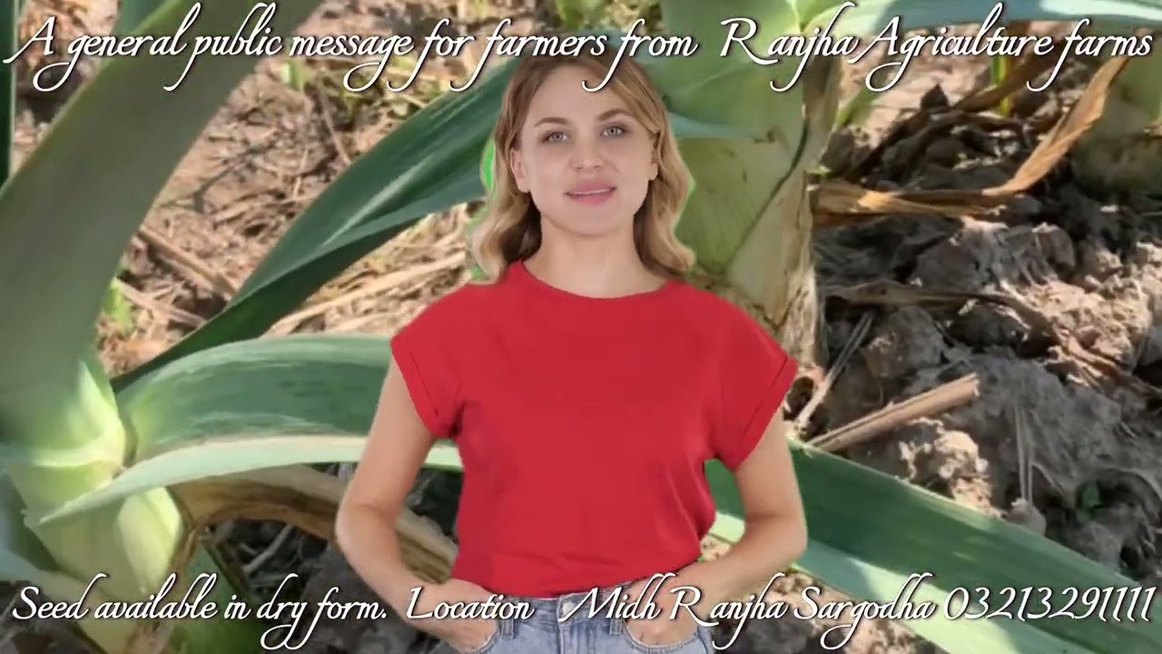 G1 Garlic lesson agriculture for sale 03213291111