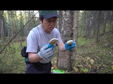 Video: Mushroom Zaub Xam Lav. Yuav Ua Li Cas Ua Cov Khoom Noj Txom Ncauj Qab