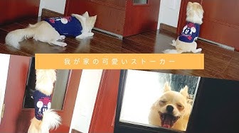 ストーカー犬 Youtube ストーカー犬 Youtube