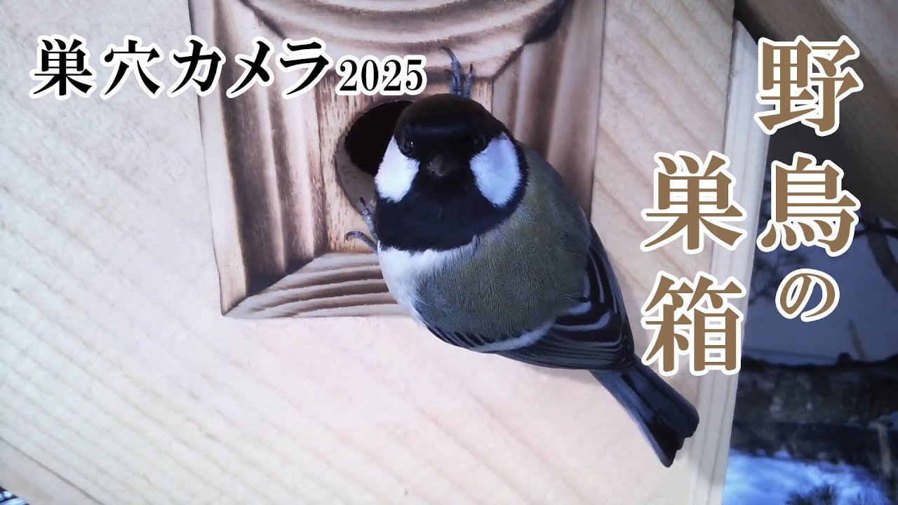 2025/03/06 シジュウカラの巣箱(巣穴カメラ) 野鳥 Great tit Bird Nest