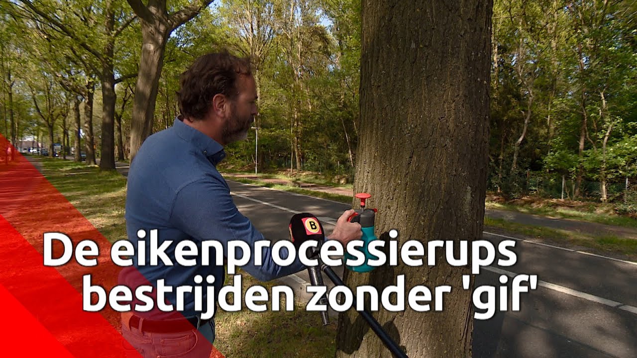 Duurzame oplossing voor bestrijding eikenprocessierups