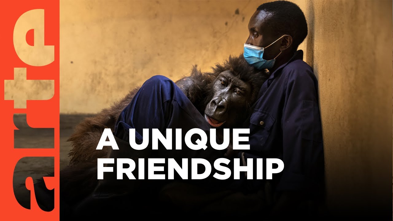 Documentary backdrop image for The Man and The Gorilla (2023)