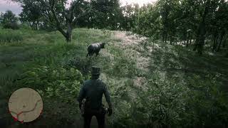 RDR2 - Got Booped By A Bull.