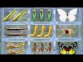 Amazing Wild Bug Catching: Rare Beetles, Butterflies, Praying Mantis, Grasshoppers &amp; More