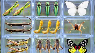 Amazing Wild Bug Catching: Rare Beetles, Butterflies, Praying Mantis, Grasshoppers & More