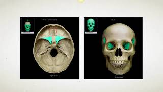 Skeleton Intro, The Skull