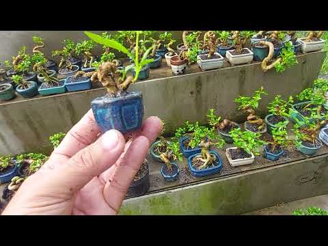 Video (Bonsai 308) - youtube