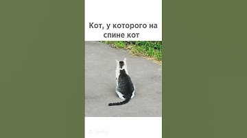 The Cat Who Has… Another Cat on His Back?! 😼🐾 #шуточное #cat #memes #lol #funny #kitty #catmeme