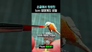 The Secret of the 1cm Ecosystem Born from Fingertips