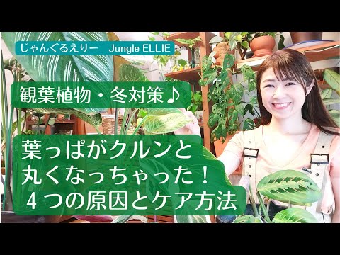 シャクナゲの葉で気温がわかる!冬の観察術と真実