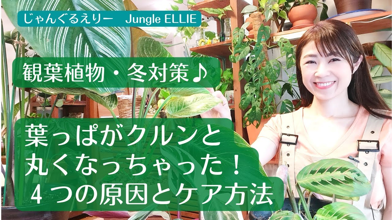 【冬対策♪葉っぱがクルンと丸くなった時】突然葉っぱの端がクルンと丸くなってしまった時のケア方法と4つの原因、カラテア・ストロマンテ・クテナンテ、フィロデンドロン等のお手入れ　ー　Ep.32