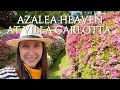 Azaleas in bloom at villa carlotta lake como