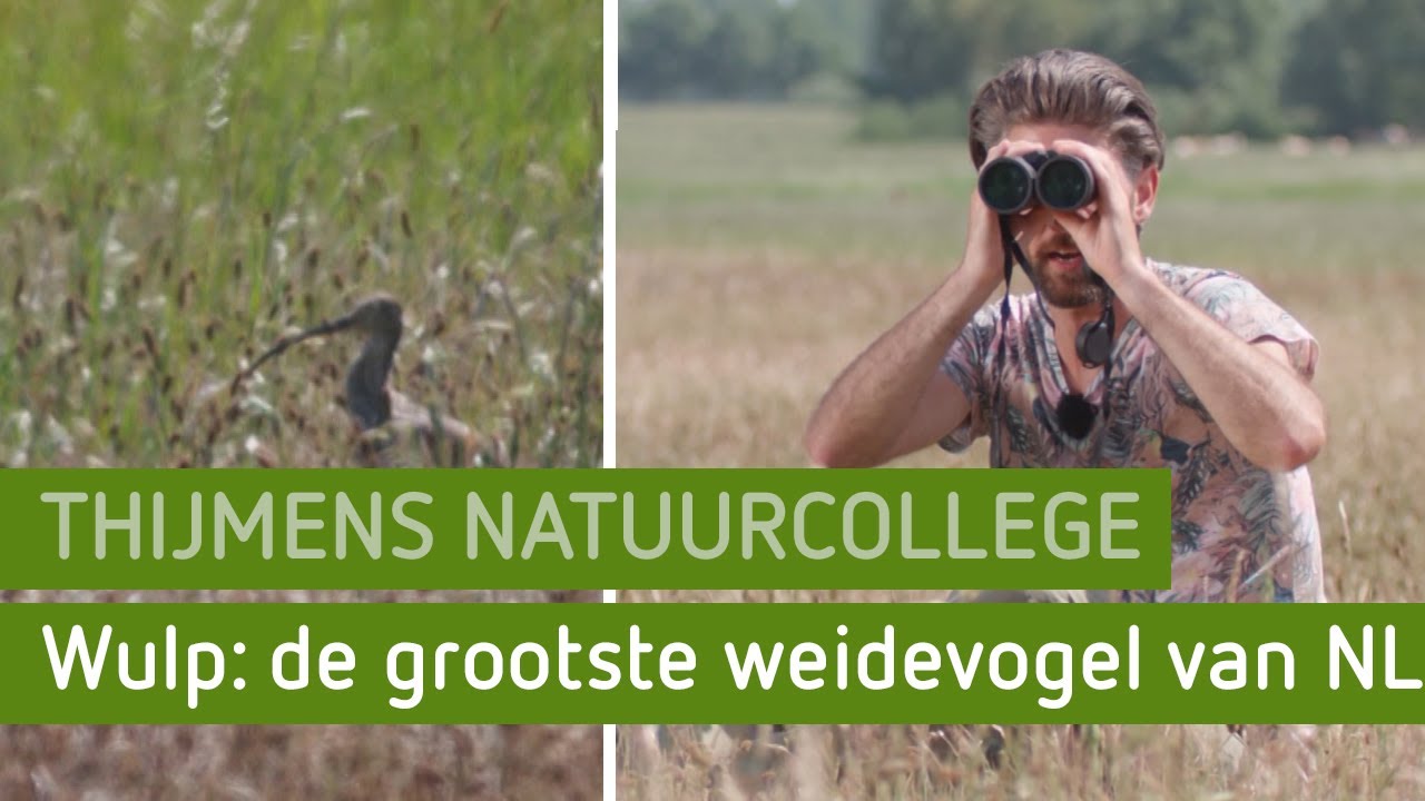 Wulp: de grootste weidevogel van Nederland | Thijmens natuurcollege