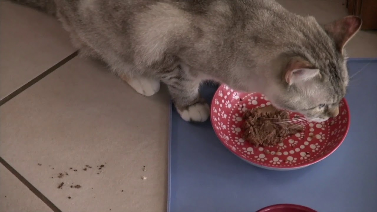 Shark VACMOP Pro Cordless Hard Floor Vacuum Mop with Pads on QVC