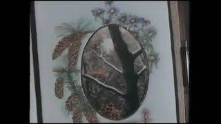 Original Vhs Opening & Closing The Wind In The Willows Summer Escapades Uk Retail Tape