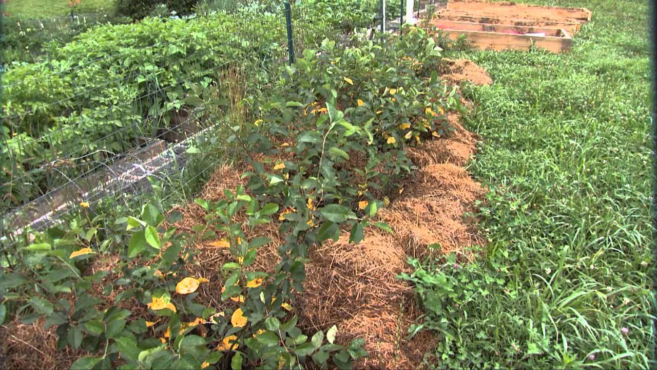 Live Green Tennessee - Season 6, Episode 3