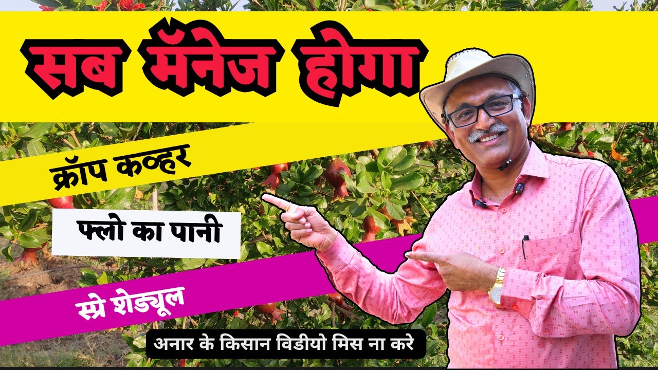 अनार का अभी का स्टेज होगा मॅनेज - क्रॉप कव्हर, फ्लो का पानी,  स्प्रे शेड्यूल @BTGore | Pomegranate