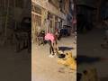 Shair Ko Chara Dal Dya Qurbani2025 Song Entertainment Petlover Cow Ytshorts Animals Pet 