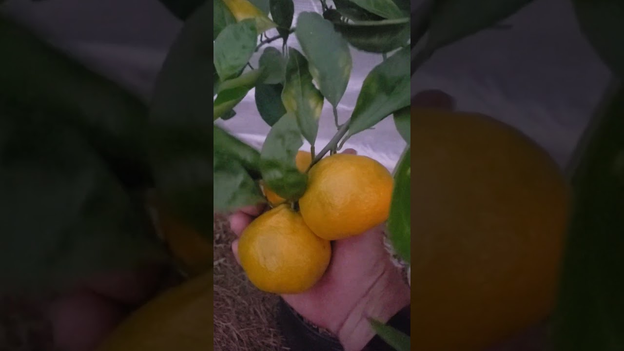 Owari Satsuma and Meyer Lemon in Zone 8a NC - YouTube