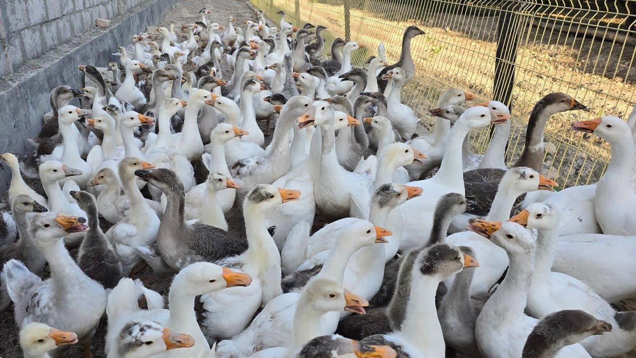 Гоз сотаман тел +9 Икромжон