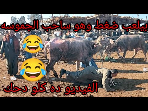 اسعار الجموس اللبن والعشر من داخل سوق تلا بتاريخ 29 1 2022