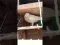 #pigeon #kabutarandekabdetehain #kabutar #vilogpigeon #kabootar #pigeonhouse #kabootarloft05 #bird