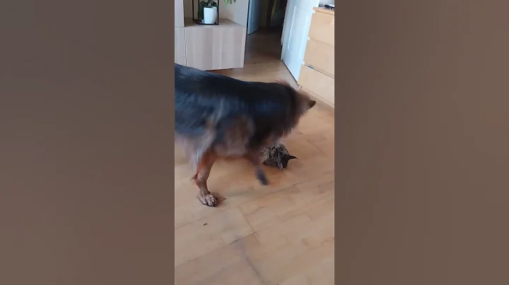 Watch the video about Owczarek Niemiecki zaczepia MaineCoona #owczarekniemiecki #germanshepherd #mainecoon #animals