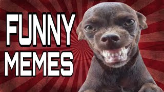 These Memes Will Change Your Mood Funny Memes 2023