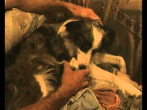 cucciolo border collie allevamento di petrademone agility dog I'm on fire.MP4