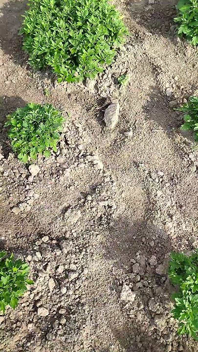 Подкормка хризантемы мультифлора #хризантема #хризантемамультифлора # ...