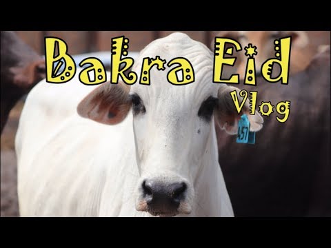 bakra-eid-vlog