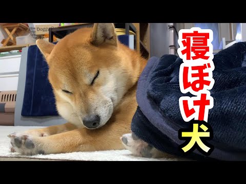 お手入れ中に睡魔に襲われて何度も停止する柴犬