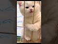 Cat cats catsrule funnypets c cutecat funnycats funnycute cute kitty katzen katze fun