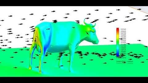 Airflow Over a Cow