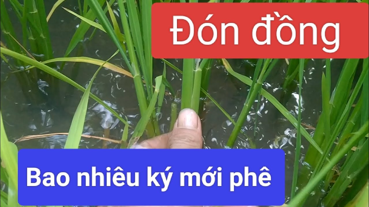 ĐÓN ĐỒNG cho lúa Đài thơm 8 vụ đông xuân.