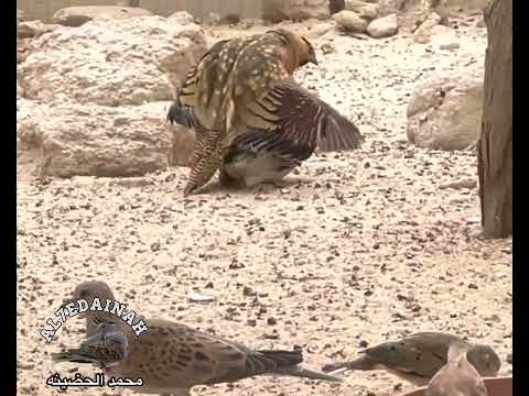  قطا النغاق