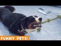 Funniest Pets & Animals of the Week Compilation May 2018 | Hilarious Try Not to Laugh Animals Fail