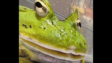 Minecraft With a Wii Controller