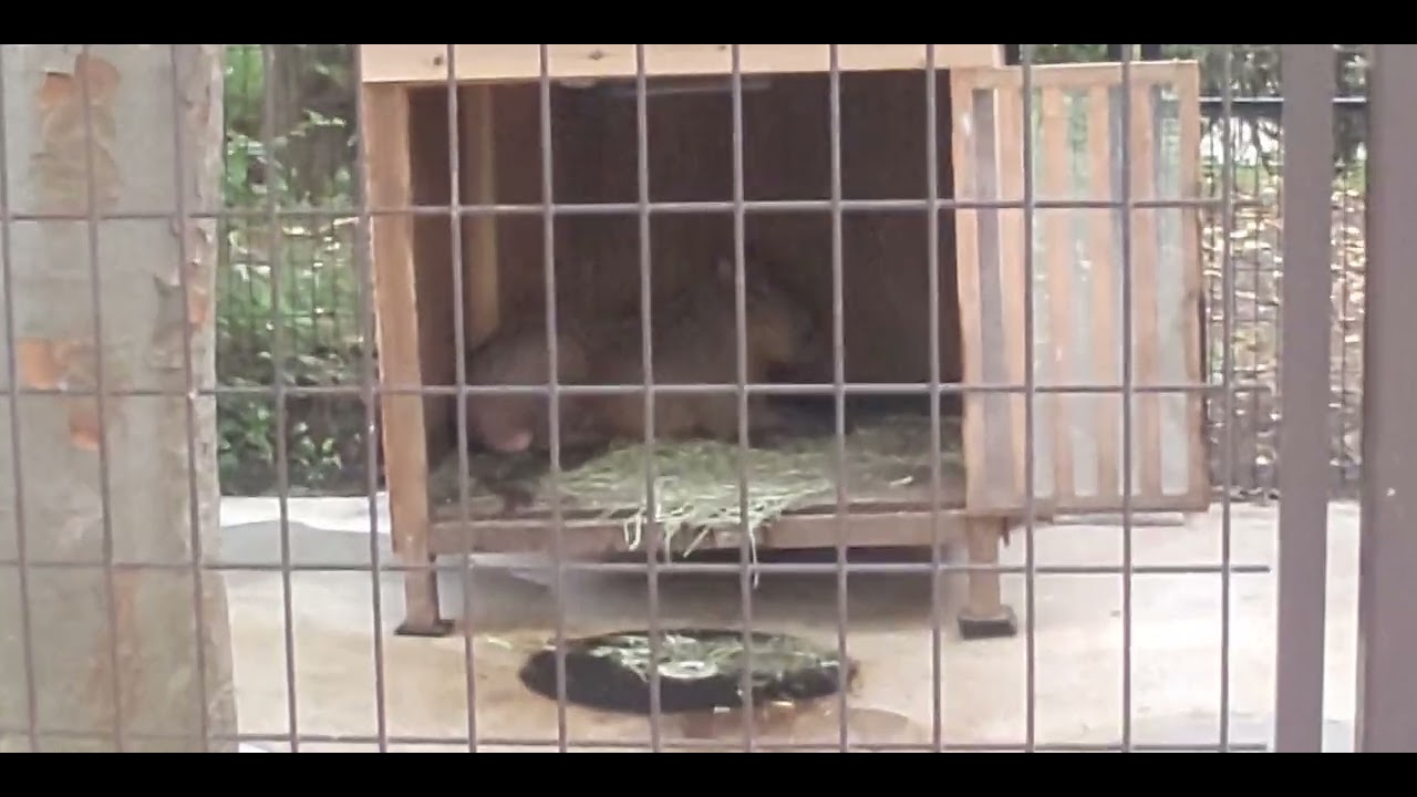 平塚市総合公園20220820カピバラ220820 140622 - YouTube