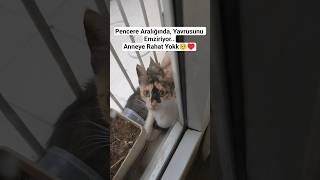 Fedakâr Anne Kedi Ve Yavrusu