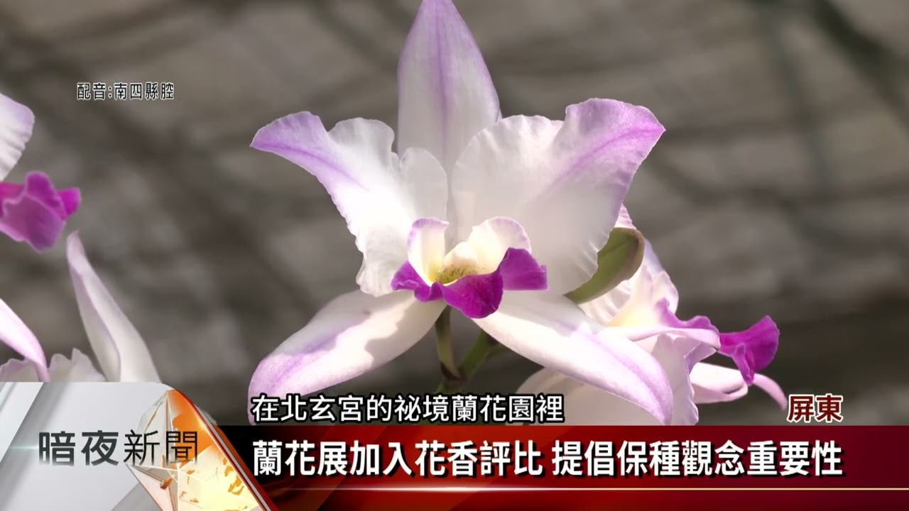 屏東九如北玄宮蘭花展列花香評比倡保種- 客家電視台