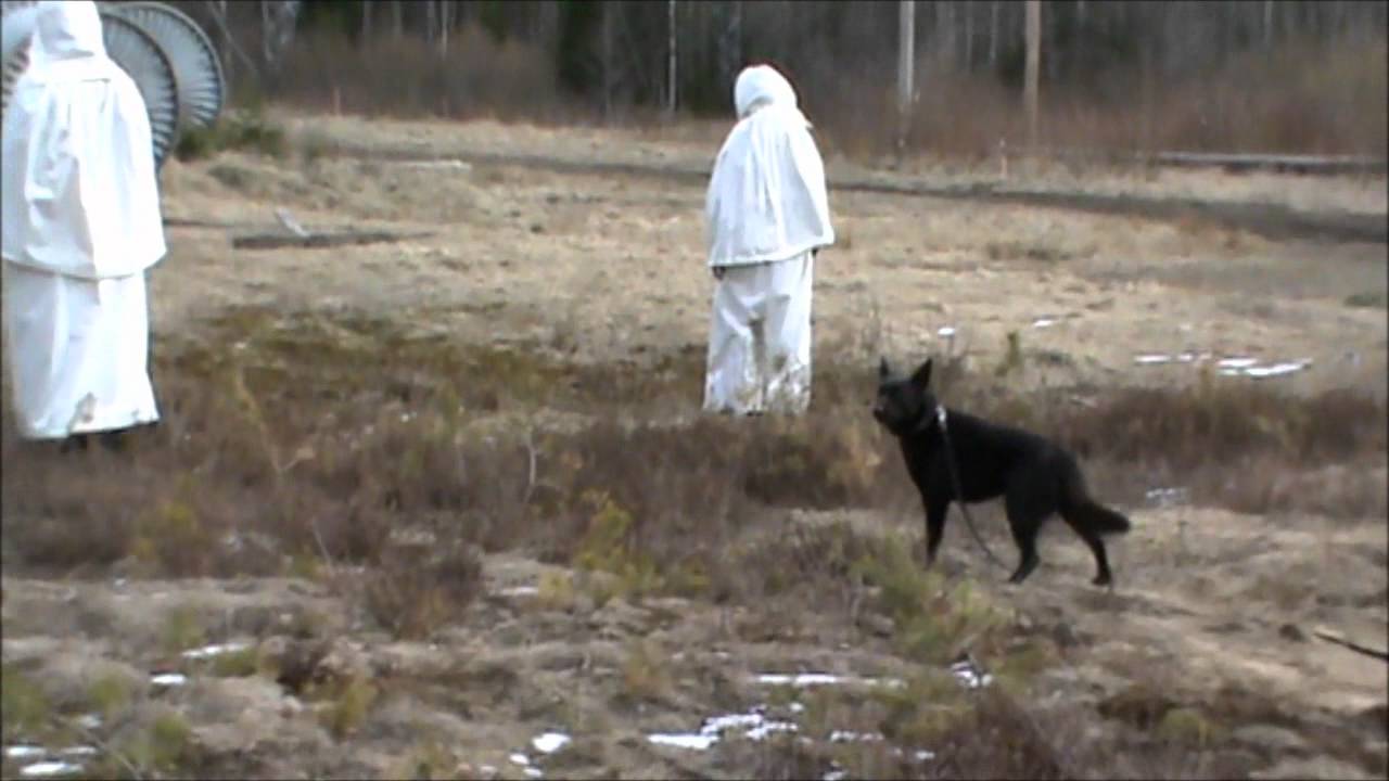 MH för Vickulas Sting