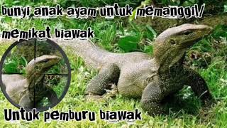 Suara anak ayam untuk memanggil/memikat biawak.untuk pemburu biawak.!TANPA IKLAN!!