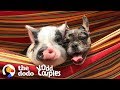 Dog And Pig Are The Cutest, Closest Brothers Ever | The Dodo Odd Couples